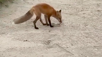 Are you allowed to replace your ball if an animal SNATCHES it?